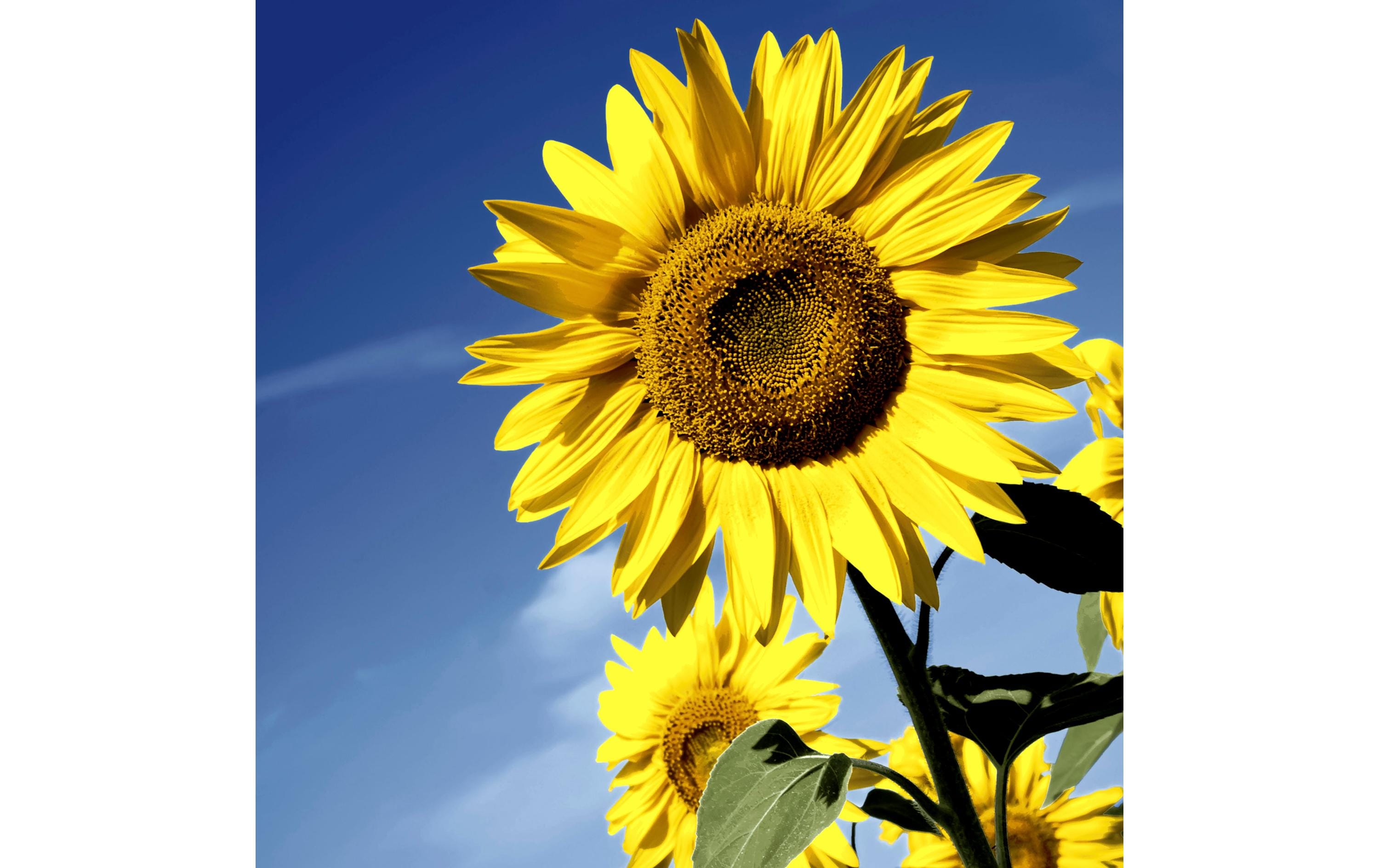 Paper + Design Papierservietten Sunflower Bloom 33 cm x 33 cm, 20 Stück