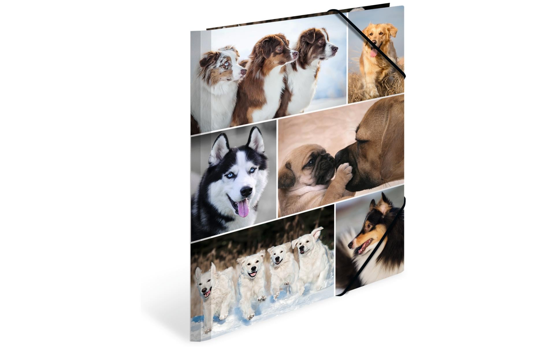 HERMA Gummibandmappe A4 Hunde, Karton, mit Innendruck