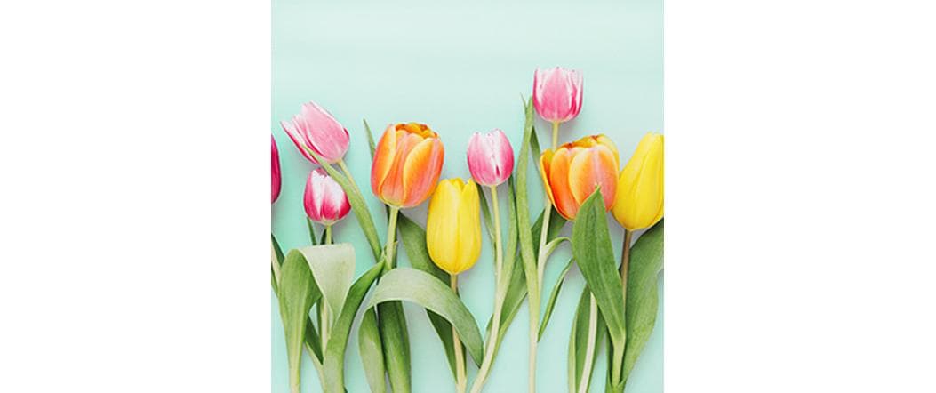 Braun + Company Papierservietten Rainbow Tulips 33 cm x 33 cm, 20 Stück