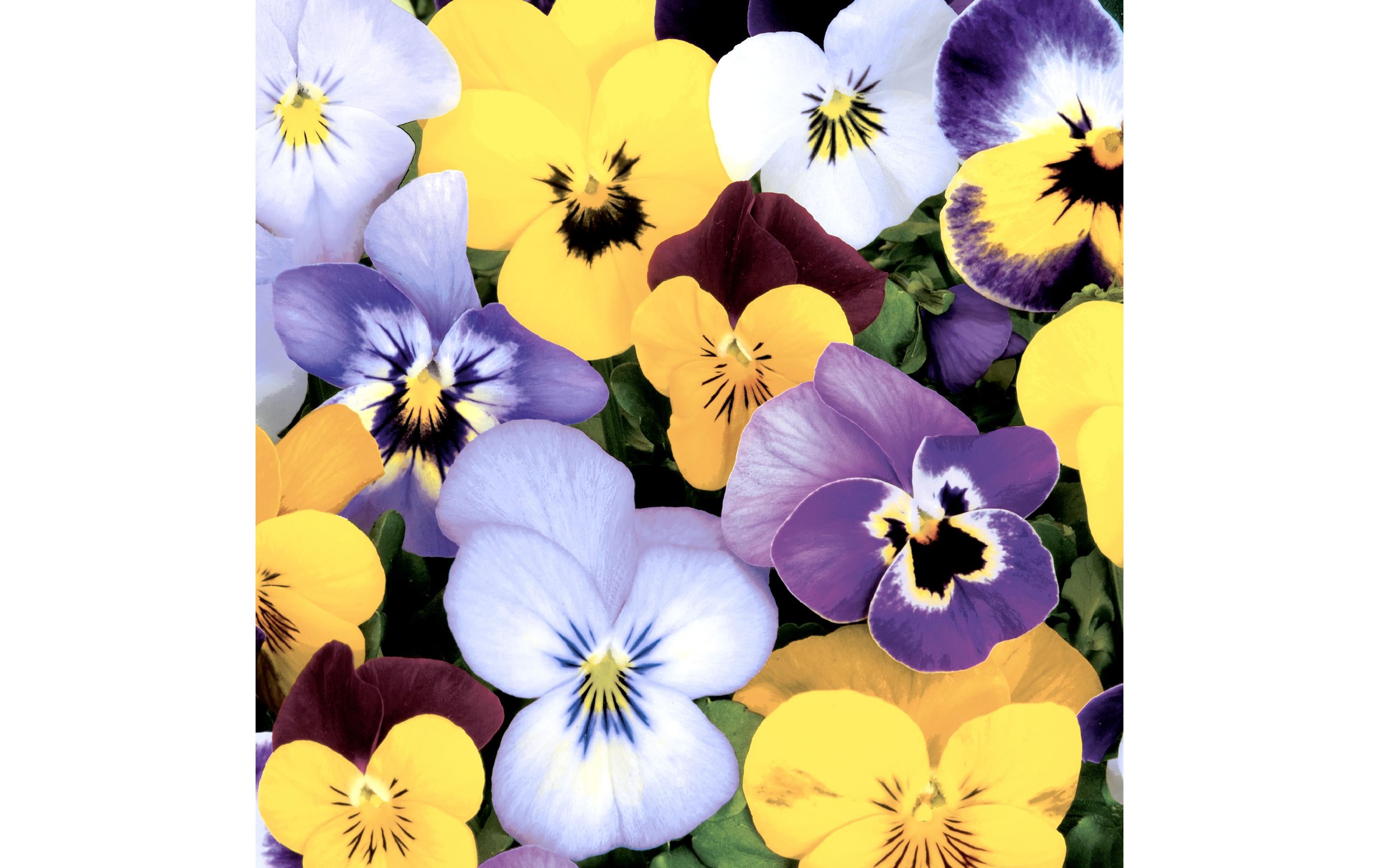 Paper + Design Papierservietten Pansies 33 cm x 33 cm, 20 Stück