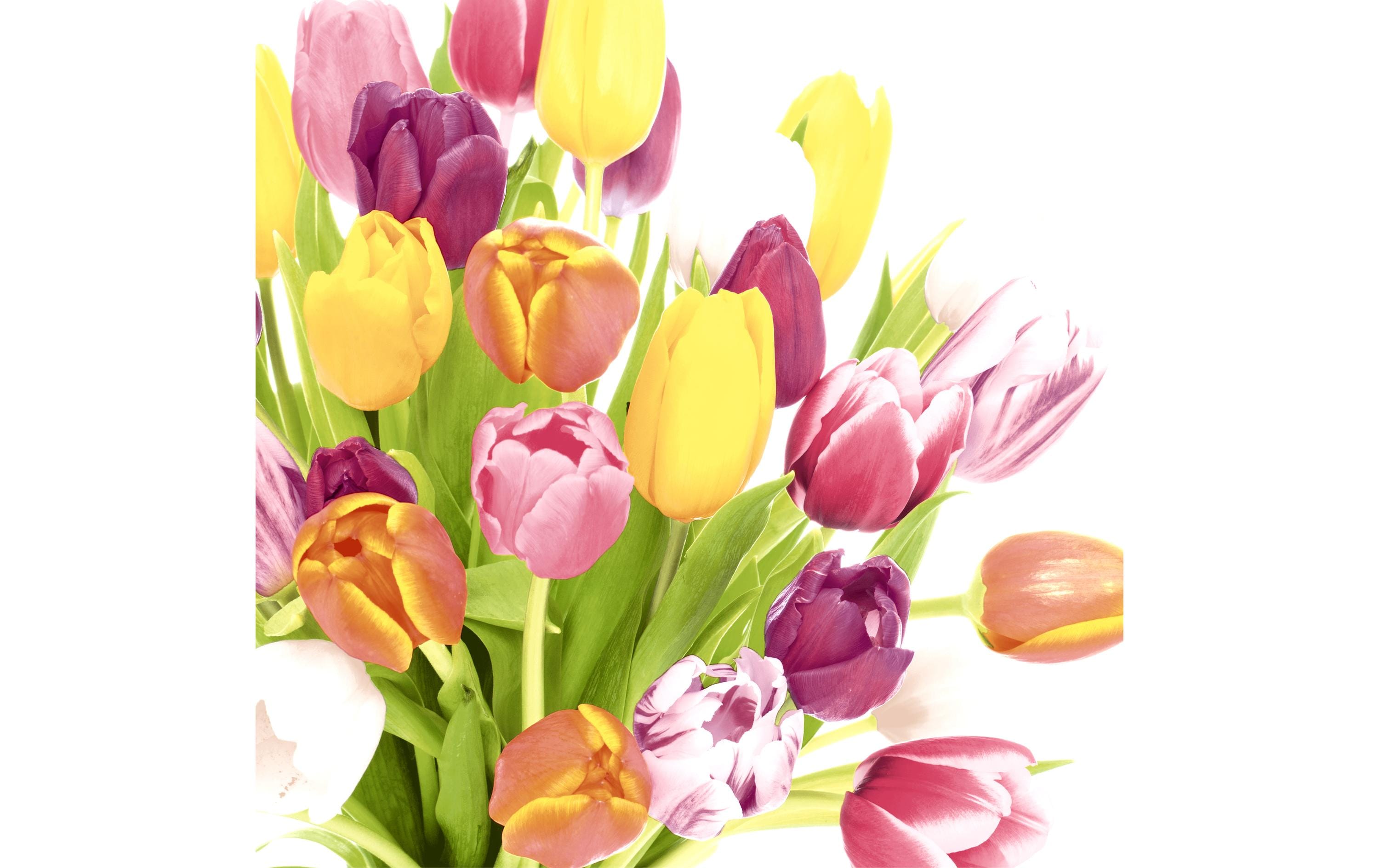 Paper + Design Papierservietten Beautiful Tulips 33 cm x 33 cm, 20 Stück
