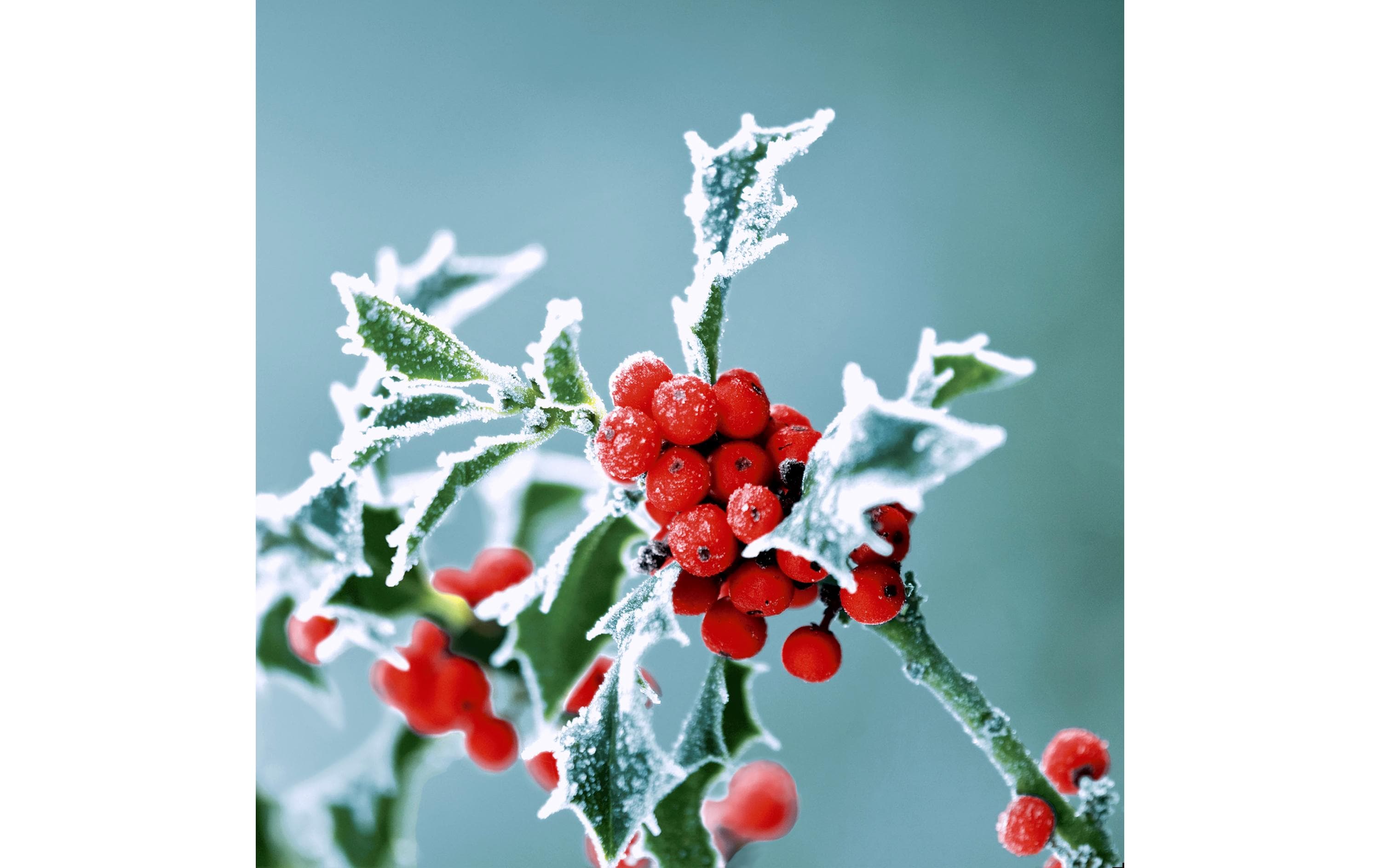 Paper + Design Papierservietten Frosty holly 33 cm x 33 cm, 20 Stück