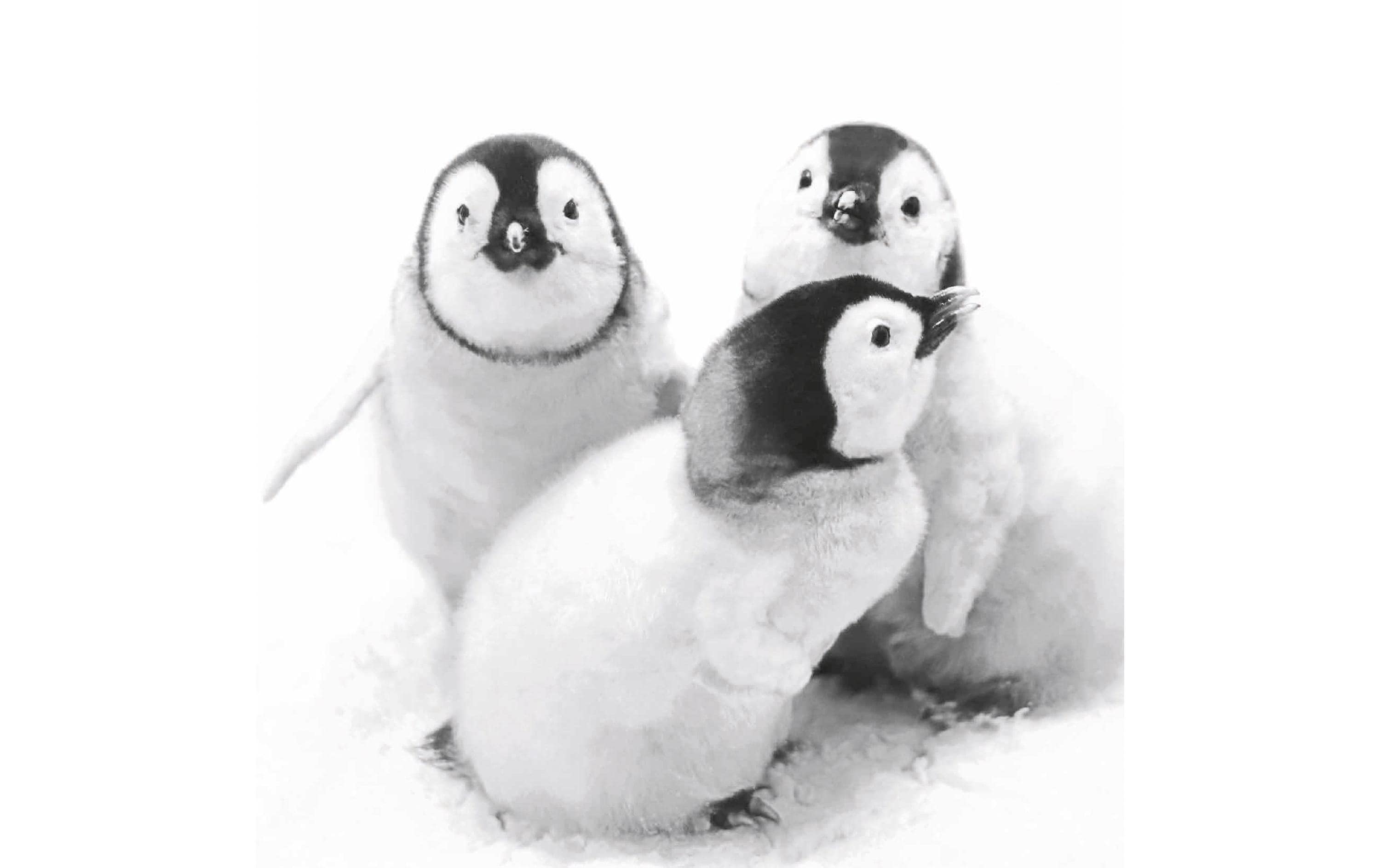 Paper + Design Papierservietten Penguin friends 33 cm x 33 cm, 20 Stück