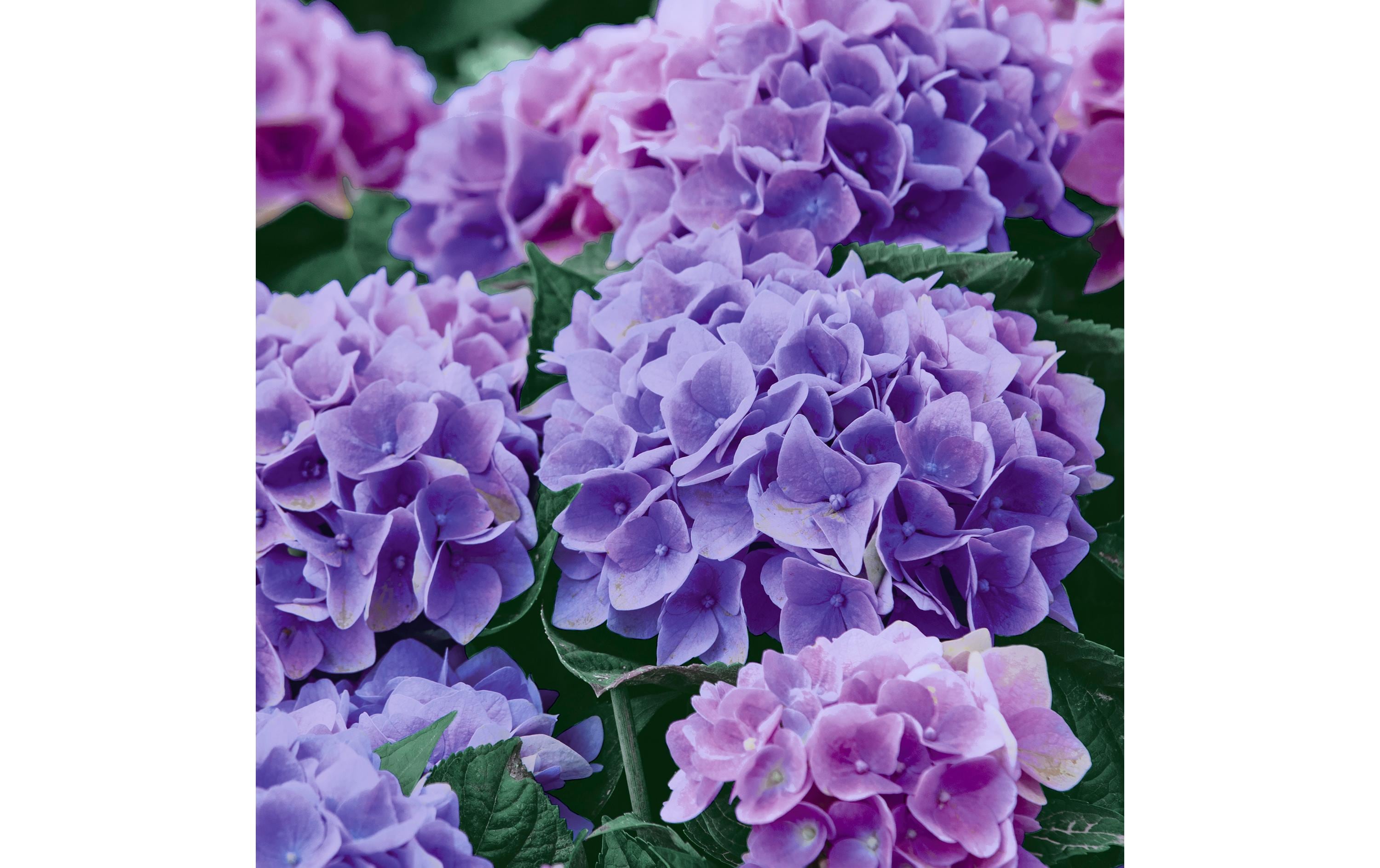 Paper + Design Papierservietten Lilac Hydrangea 33 cm x 33 cm, 20 Stück