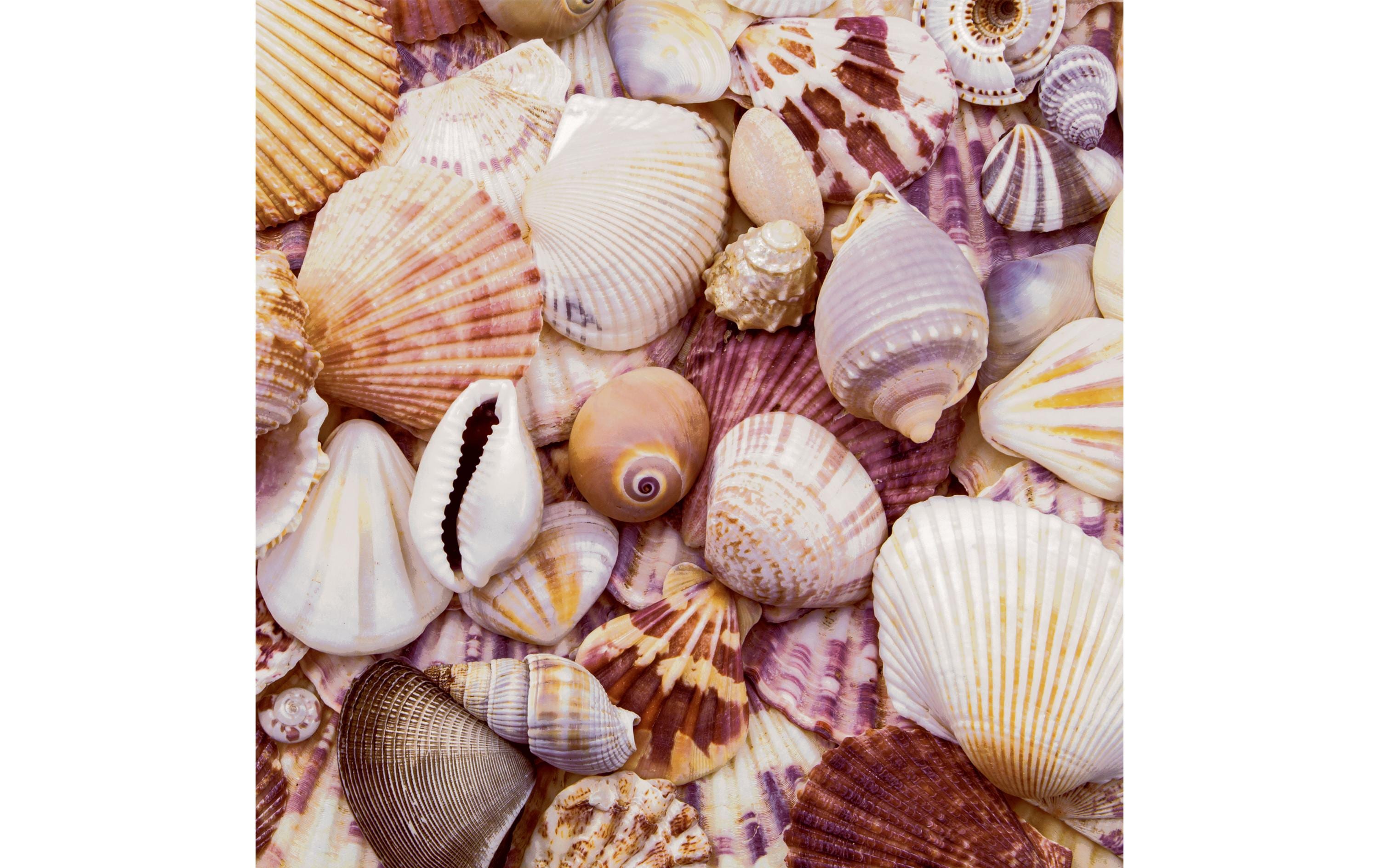 Paper + Design Papierservietten Seashells 33 cm x 33 cm, 20 Stück
