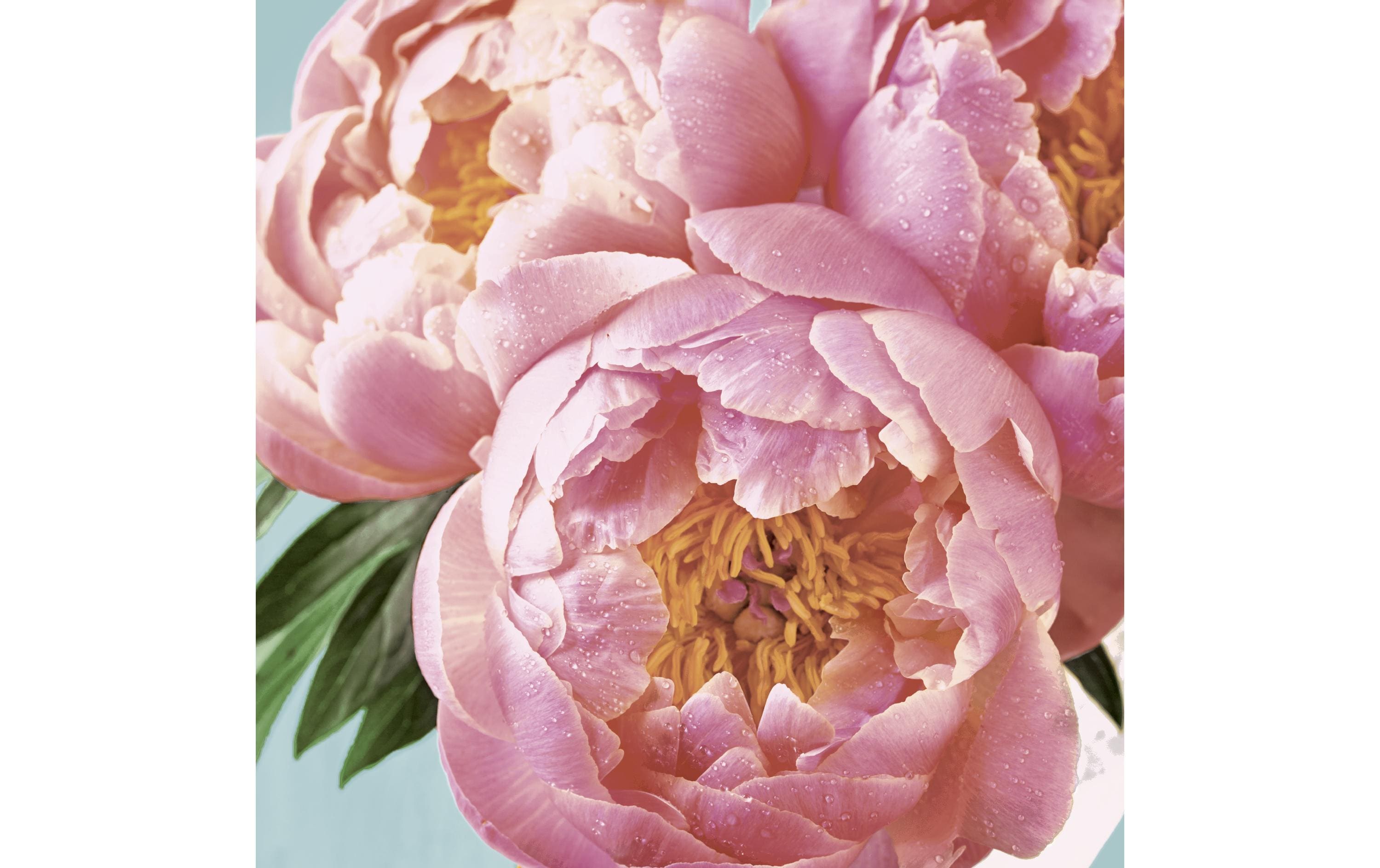 Paper + Design Papierservietten Pink Peony 24 cm x 24 cm, 20 Stück