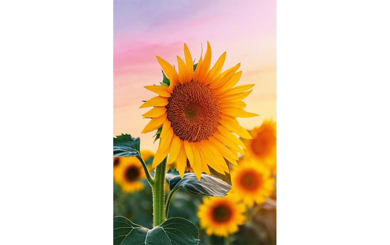 ABC Glückwunschkarte Sonneblume 12.5 x 17.6 cm