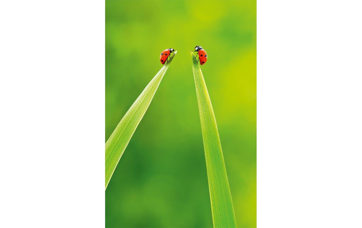 ABC Glückwunschkarte Maienkäfer 12.5 x 17.6 cm