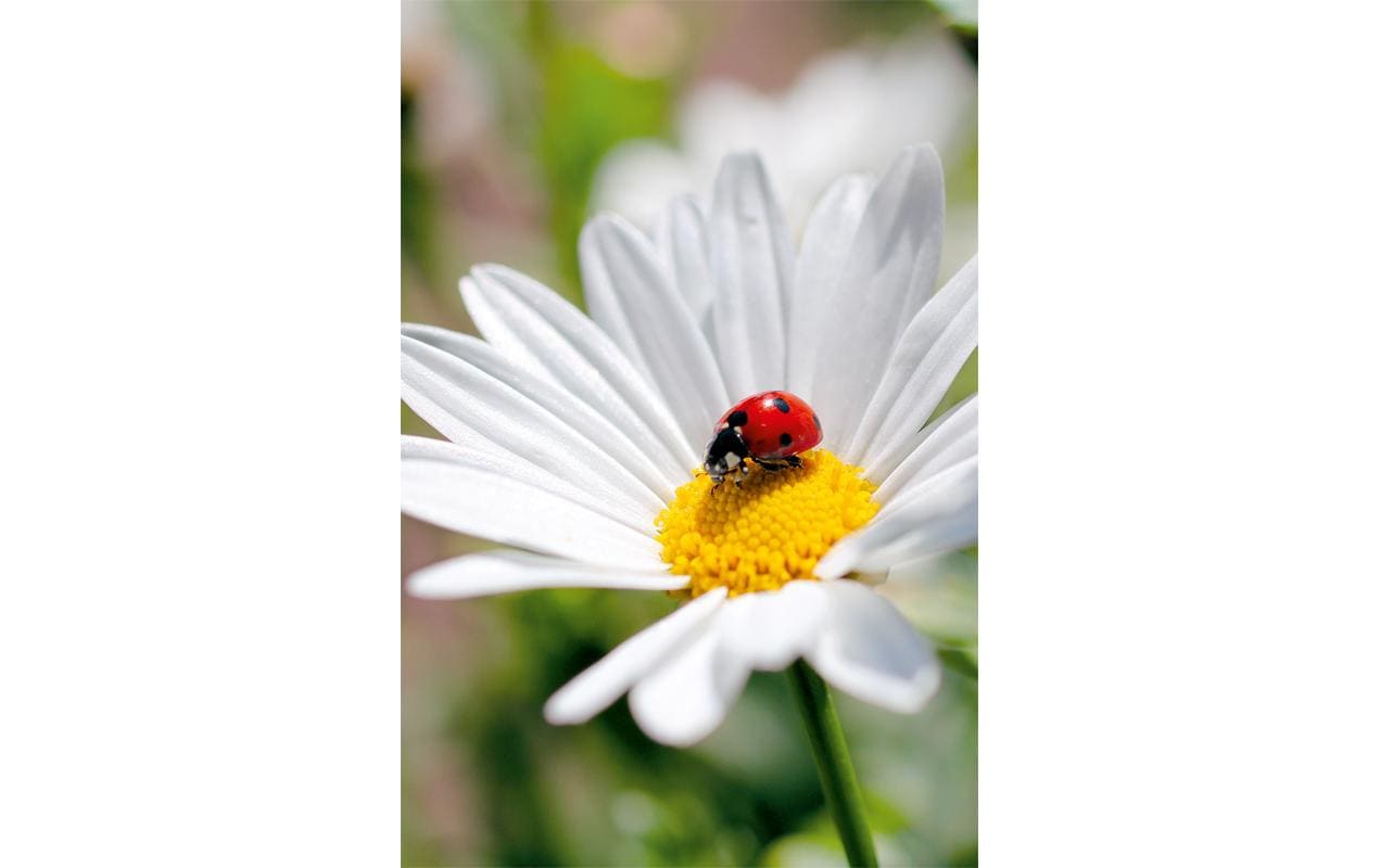 ABC Glückwunschkarte Marienkäfer 12.5 x 17.6 cm